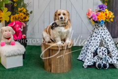 26-3-15-Scent-Work-1514