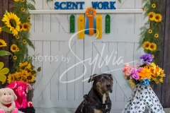 26-3-15-Scent-Work-1522