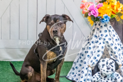 26-3-15-Scent-Work-1525