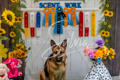 26-3-15-Scent-Work-1528