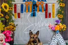 26-3-15-Scent-Work-1530