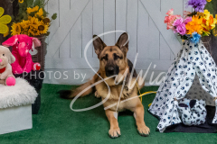 26-3-15-Scent-Work-1532