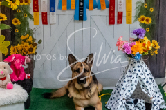 26-3-15-Scent-Work-1533