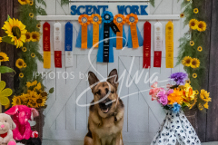 26-3-15-Scent-Work-1534