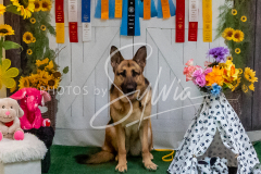 26-3-15-Scent-Work-1537