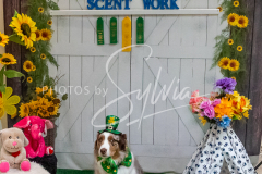 26-3-15-Scent-Work-1540