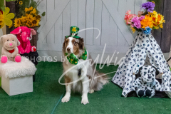 26-3-15-Scent-Work-1541