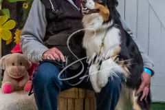 26-3-15-Scent-Work-1555