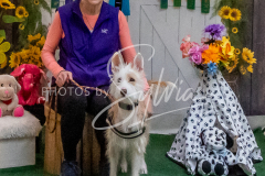 26-3-15-Scent-Work-1562