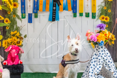 26-3-15-Scent-Work-1575