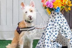 26-3-15-Scent-Work-1576