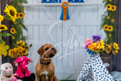 26-3-15-Scent-Work-16