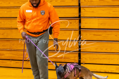 26-3-15-Scent-Work-161