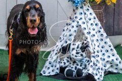 26-3-15-Scent-Work-1614