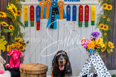 26-3-15-Scent-Work-1615