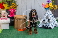 26-3-15-Scent-Work-1616