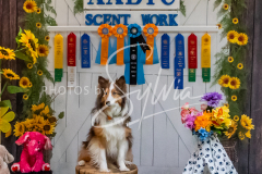 26-3-15-Scent-Work-1632