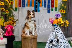 26-3-15-Scent-Work-1634