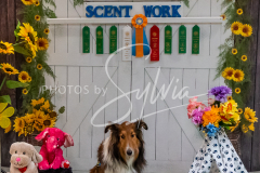 26-3-15-Scent-Work-1649