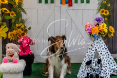 26-3-15-Scent-Work-1653