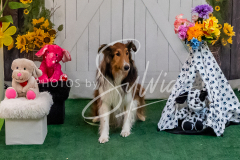 26-3-15-Scent-Work-1654