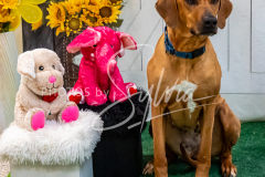 26-3-15-Scent-Work-18