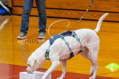 26-3-15-Scent-Work-189