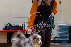 26-3-15-Scent-Work-198