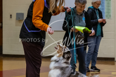 26-3-15-Scent-Work-209