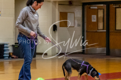 26-3-15-Scent-Work-237