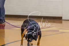 26-3-15-Scent-Work-239