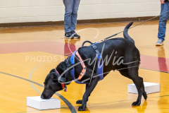 26-3-15-Scent-Work-265