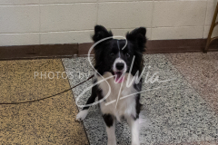 26-3-15-Scent-Work-284