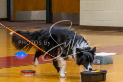 26-3-15-Scent-Work-297