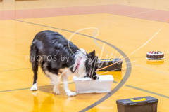 26-3-15-Scent-Work-332