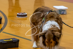 26-3-15-Scent-Work-356