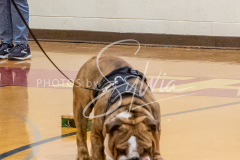 26-3-15-Scent-Work-394