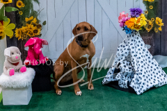 26-3-15-Scent-Work-4