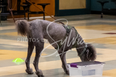 26-3-15-Scent-Work-429