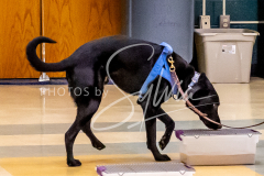 26-3-15-Scent-Work-455