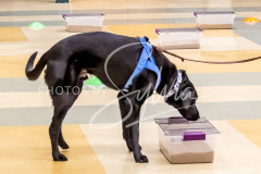 26-3-15-Scent-Work-457