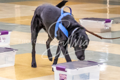 26-3-15-Scent-Work-473