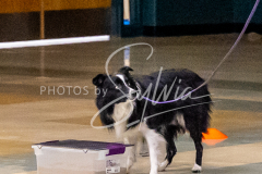 26-3-15-Scent-Work-498