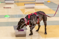 26-3-15-Scent-Work-515