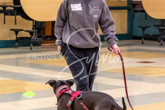 26-3-15-Scent-Work-521