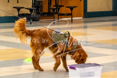 26-3-15-Scent-Work-530