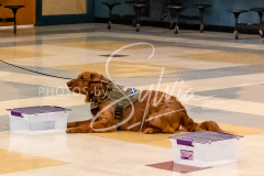 26-3-15-Scent-Work-545