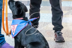 26-3-15-Scent-Work-572