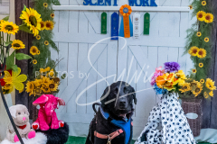 26-3-15-Scent-Work-578