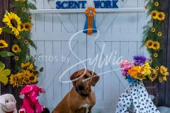 26-3-15-Scent-Work-6